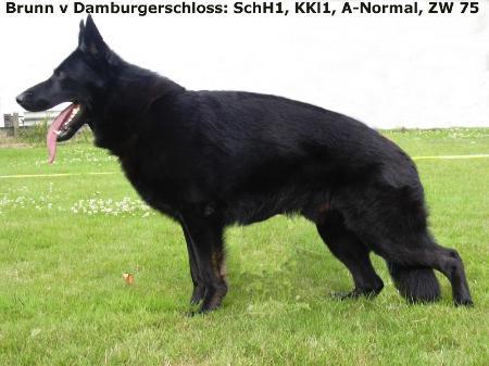 V Brun vom Damburgerschloss