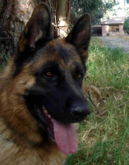 Horus von den Freunden