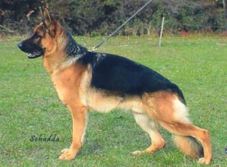 SG1 (PK) Tobi von den zwei Steinen