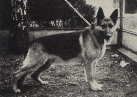 Falk vom durstigen Zimmermann