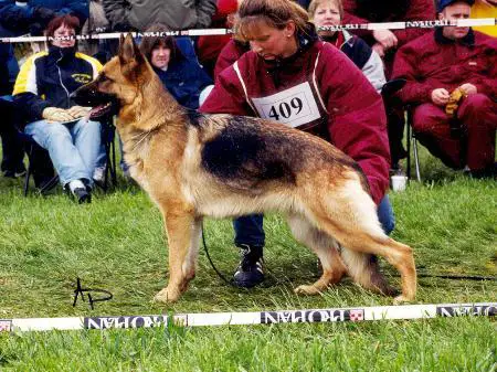 V (US) Danka vom Hile-Haus