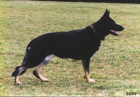 Arrow von Zuckerburg