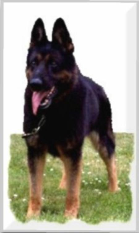 V Tara vom Wildenbruch