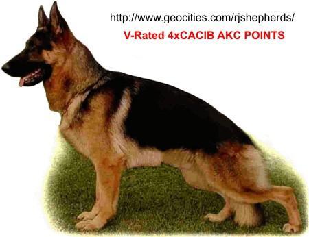 AKC PTS, V-4XCACIB Uri vom Streithahn