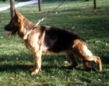 Betsy Dell'Alpe Adria