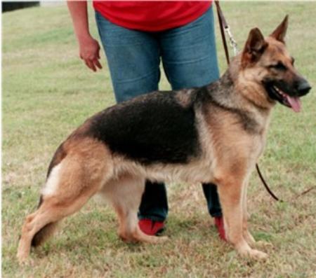 Dharma aus dem Tezmaral