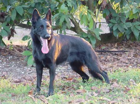 V Rica vom Gleisdreieck