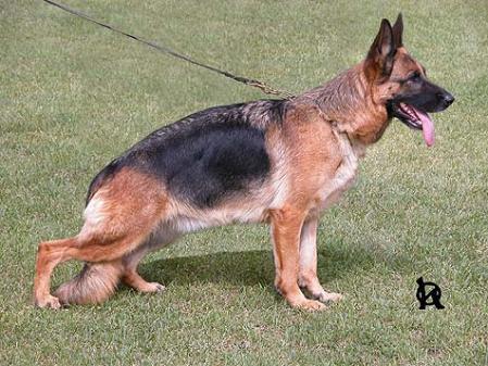 VA1(CZ) Dessiree Fabare Bohemia