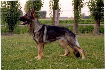 Vhicky (1995)