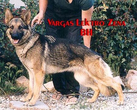 Vargas Lektro Zena