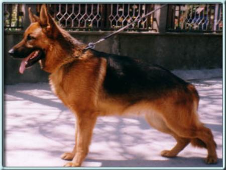 SG Panter Von Funken Spiel