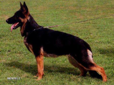 V Giulia del Lupo Nero