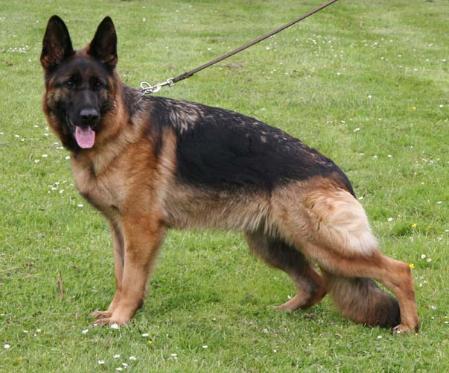 V Charlott vom Butjenter Land