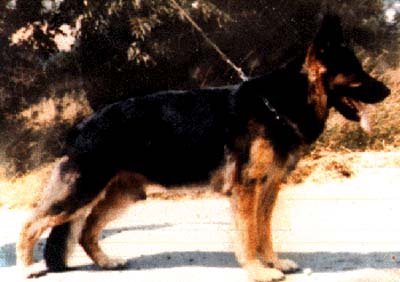 V Ziggo vom Bungalow