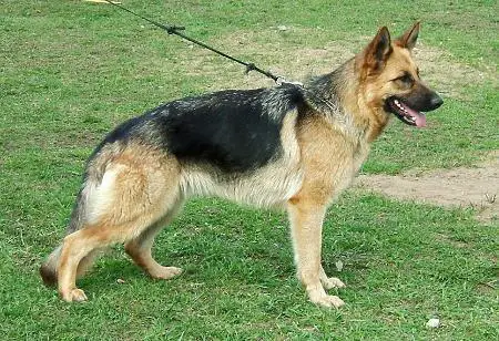 V Alfia Kemermoor