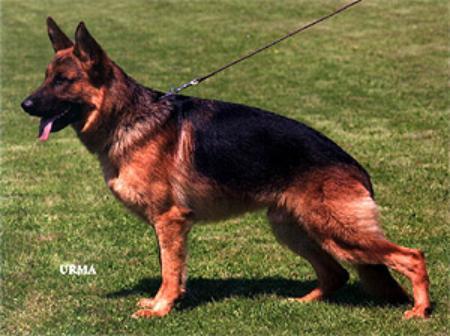 V Niccor von Bad-Boll