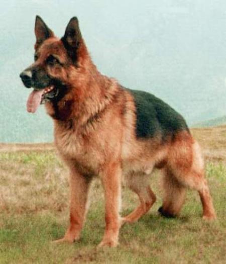 Groll von Konigsstein