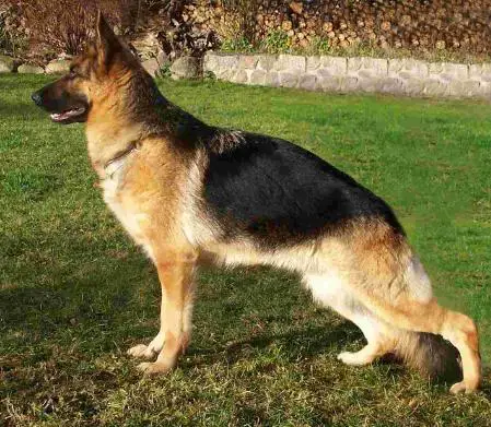 V Nikita vom Römerland