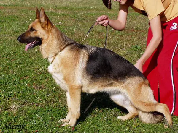 V Mississippi Sherak