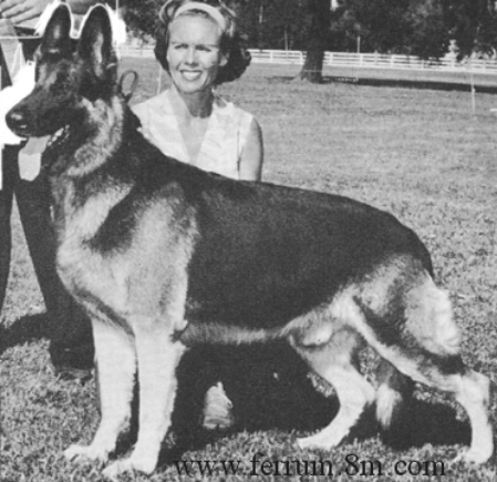 GV CH (US) Bismark Von Graustein