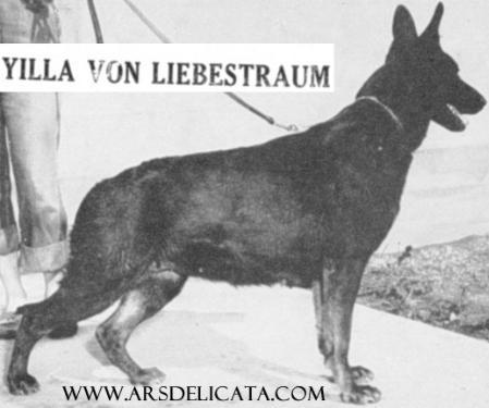 Yilla v Liebestraum