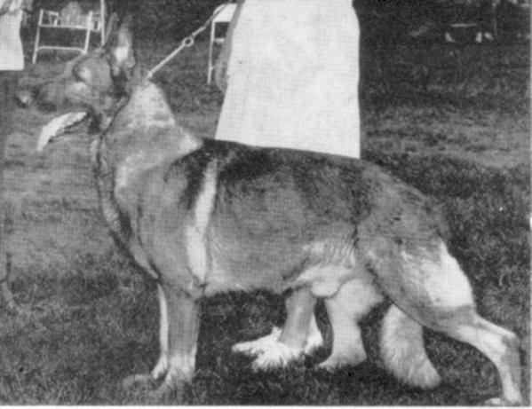 SEL CH (US) Sunny Bee's Enoch of Delrick