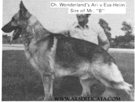 CH Wonderland's Ari v Eva-Heim