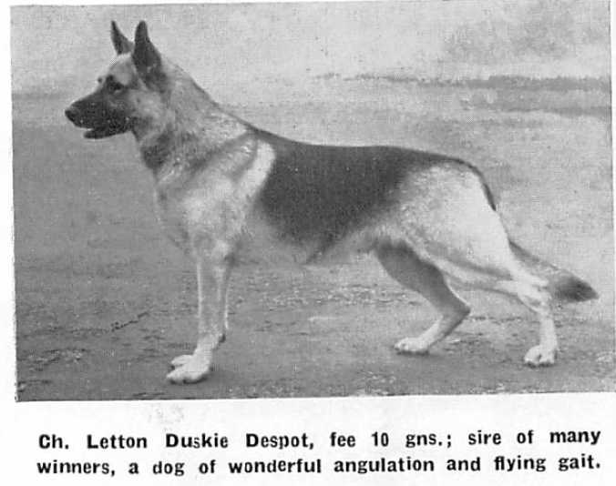 CH (UK) Letton Duskie Despot