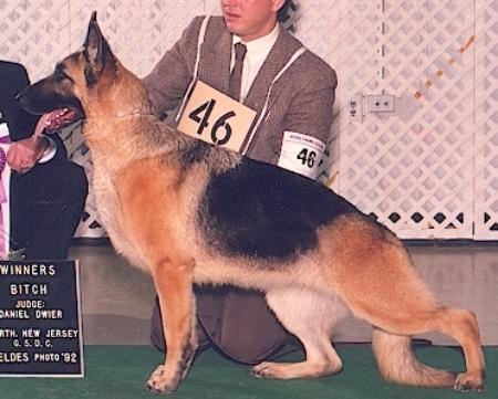 (USA) CH Amber's Design