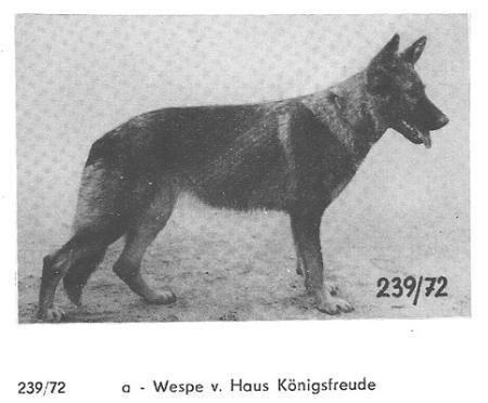 Wespe vom Haus Königsfreude