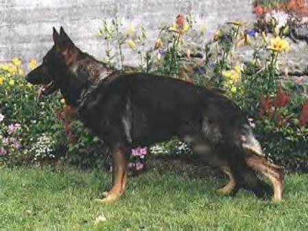 V Rieko Von Hena-C
