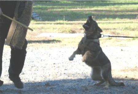 Enza vom Grauen Wolf