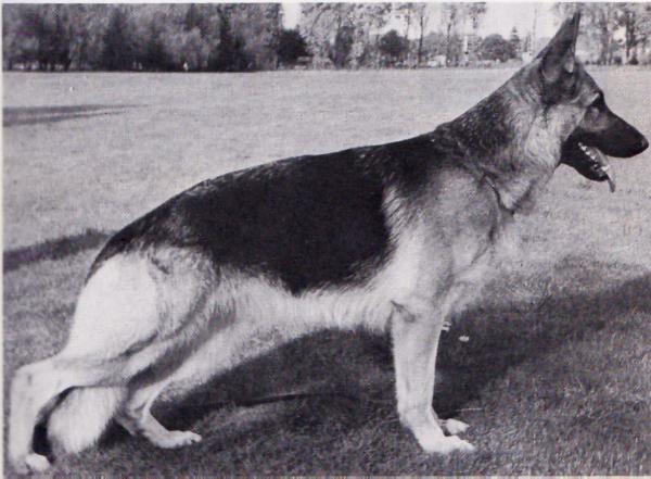 Inka von der Wienerau