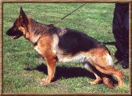 SUCH VA 2 (S) Uschigårdens Datscha