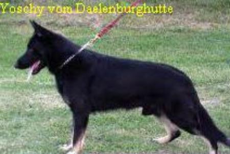 Yoschy von der Daelenberghutte