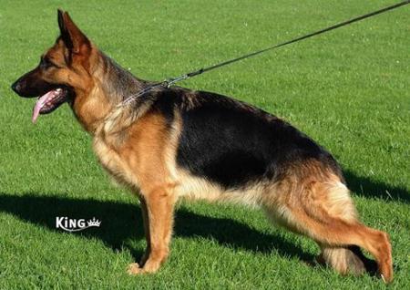 V24 (2005 BSZS) Quennja von der Urbecke