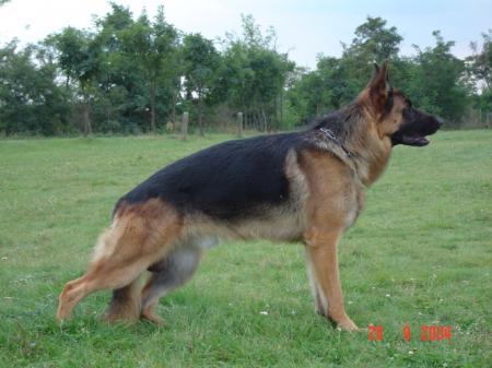 V (HR) Odin V Funken Spiel