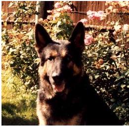 Ulysse II du val des Hurles Vent