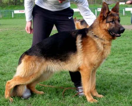 VA (PHIL) Vox Bono vom Ersten Platz