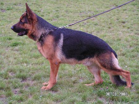 V (RUS) Kensity Daryan