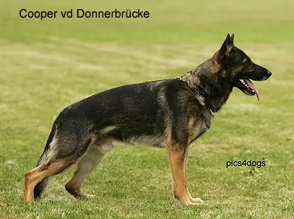 G Cooper von der Donnerbrücke