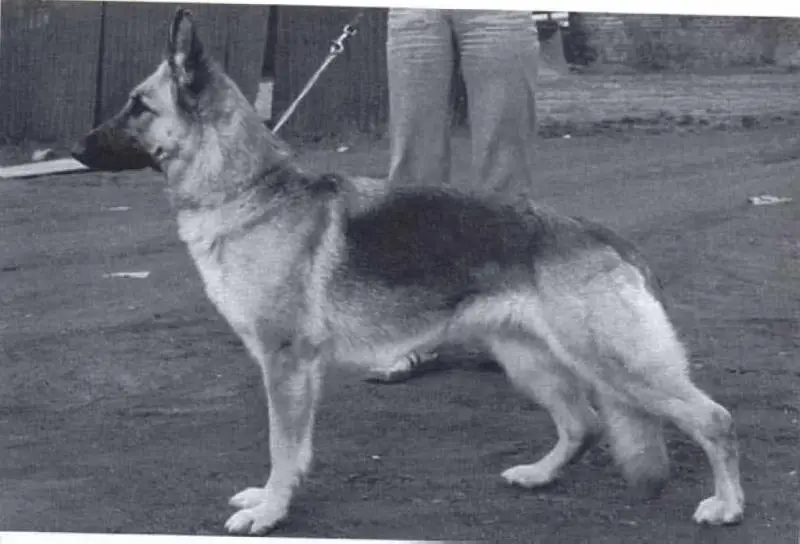 EX. Delridge Camilla