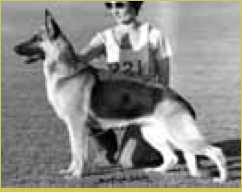 CH (AUST.) Edensmuir Vital Spark of Bedwin