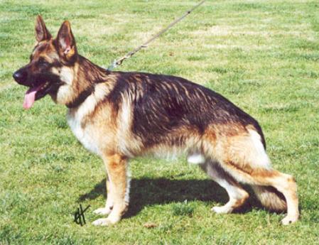 EX (AUST)Vonpeta Questor