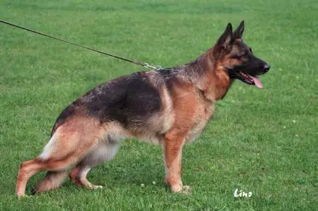 V Wynona vom Hohen-Haus