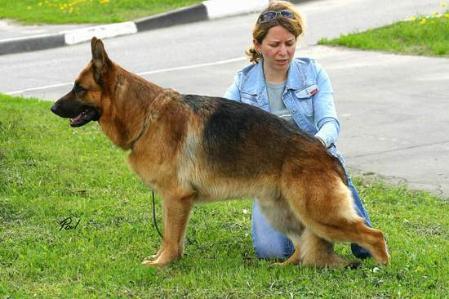 V (RUS) Aurum Aglis Ircus