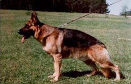 Xando vom Haus Geltinger