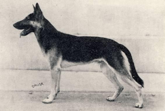 Arnaux Fortunate Fields