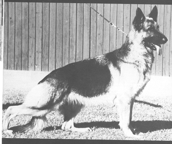 CH (US) Covy-Tucker Hill's Windswept