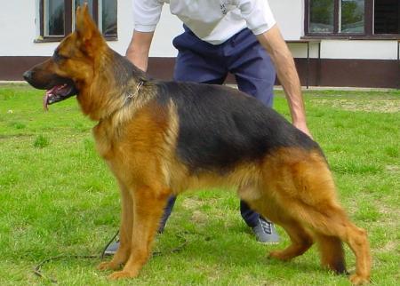 Giant (Di Salvo Giuseppe)